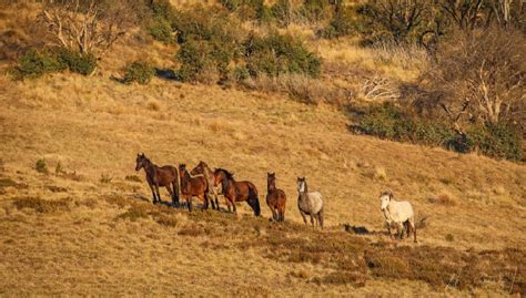 D-Day approaches for the wild horses of Australia's High Country | About Regional