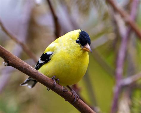 Guide to Birds in Washington: 25 Exceedingly Beautiful Birds To See!