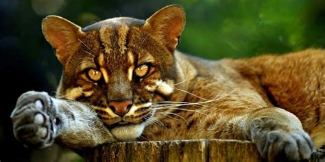 The largest wild cats – Top 10 | DinoAnimals.com