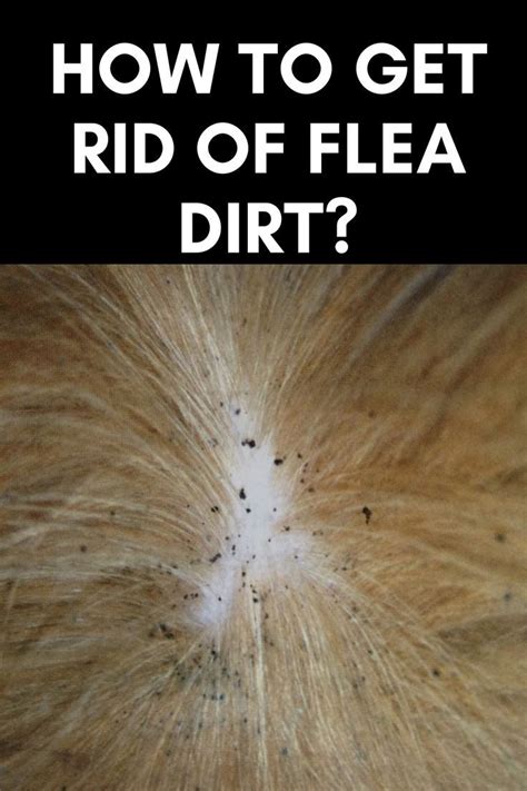 Why Can T I Get Rid Of My Dog S Fleas at Gabrielle Brown blog