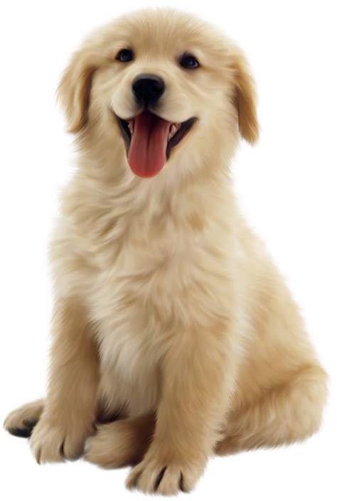 Retriever puppy, Dog training obedience, Cute dogs