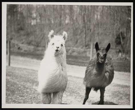 National Zoological Park, Alpaca and Vicuna | Smithsonian Institution