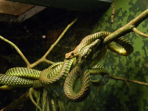 Flying snake: characteristics, habitat, types, feeding and more