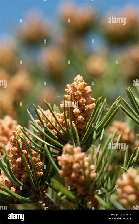 Pinyon pine cones hi-res stock photography and images - Alamy