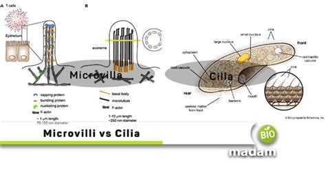 Difference between Microvilli and Cilia - biomadam