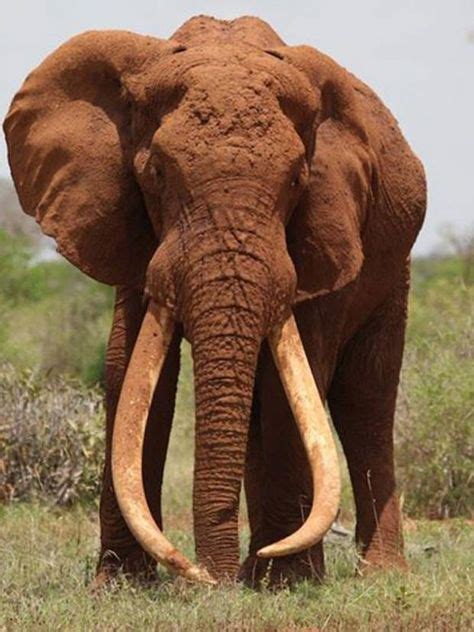 Kenya's 'iconic' tusker elephant Satao is killed by poachers | Elephant, Famous elephants, Bull ...