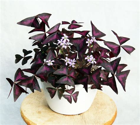 Buying rare plants | Shamrock plant, Purple shamrock, Purple plants