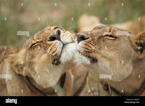 Lions cubs sleeping playing adults Alpha males Stock Photo - Alamy