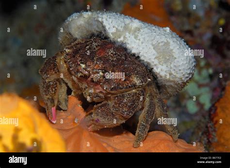 Sponge Crab camouflaging with Sponge Dromia personata Susac Island Adriatic Sea Croatia Stock ...