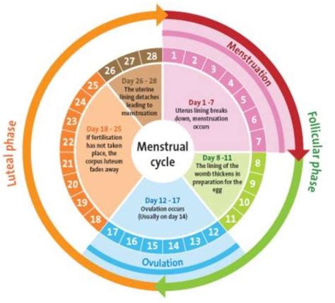 So Uhm...What the Frick Really Goes Down in Our 28 Day Menstrual Cycle?