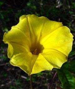 Ipomoea ochracea Yellow morning glory vine (Merrima aurea) Beautiful ...