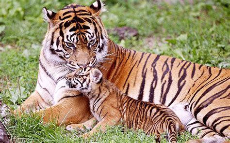 Tiger & Baby Tiger Wallpapers | HD Wallpapers | ID #9904