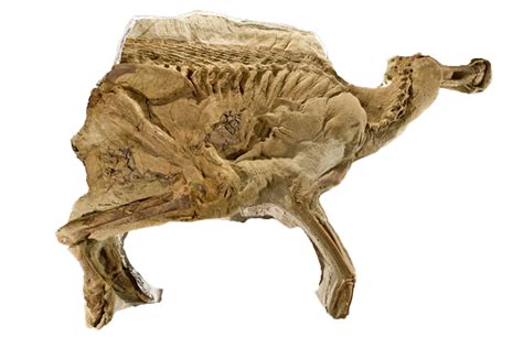 Fossils PNG Transparent Images - PNG All