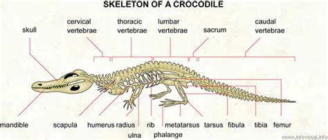 Biology of the Reptilia: Lab #3: Crocodiles - Chris K & Cait F