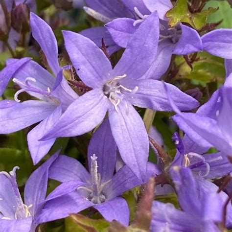 Campanula poscharskyana | Farmyard Nurseries