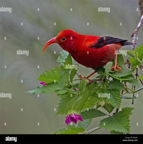 An Hawaiian Iiwi bird in the Hakalau Forest National Wildlife Refugee ...