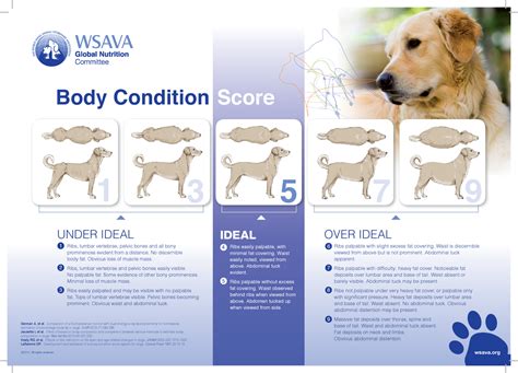 Body Condition Score Dog - wsava Body Condition Score OVER IDEAL Ribs palpable with slight ...