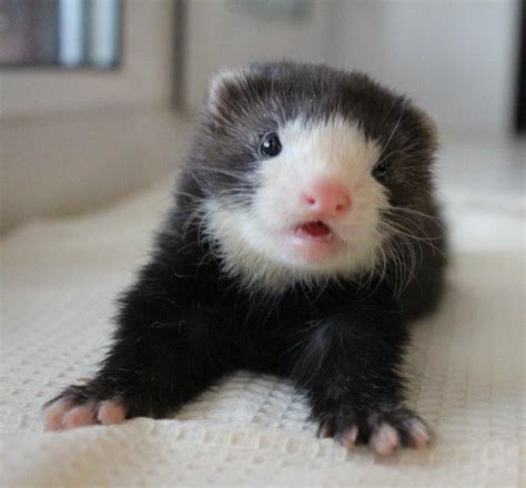 4a8f20d951f3b4136fdcc53f9dff29ef - Legalize Ferrets