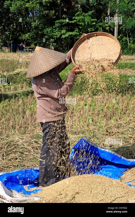 Balinese woman working at winnowing rice in the fields during rice harvest, near Ubud, Bali ...