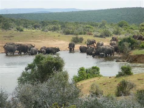 Addo Elephant National Park Biomes | Chrislin African Lodge