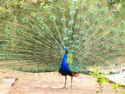 Indian Blue Peafowl | Alexandria Zoo