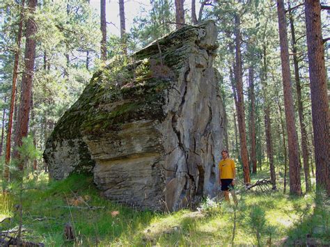 Petrified Forest: The World's Largest Petrified Trees | California ...