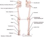 diagram leg bones anatomy | Anatomy System - Human Body Anatomy diagram and chart images