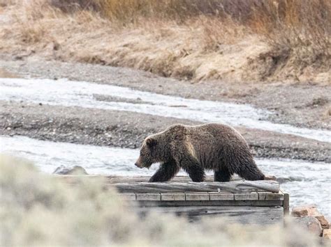 Woman killed in apparent bear attack outside Yellowstone : NPR