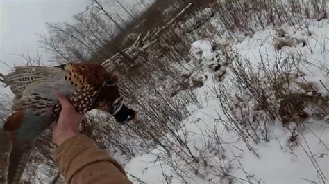 Pa Pheasant Hunting January 2024 - YouTube