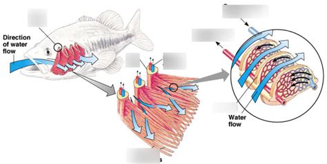 Diagram of fish respiratory system | Quizlet