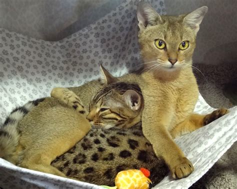 Chausie-Bengal love. My friends' cats. | Cats, Domestic cat, Dog cat