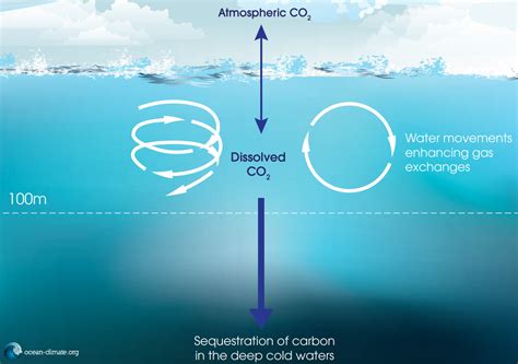 Carbon Sinks: A Brief Review | Earth.Org