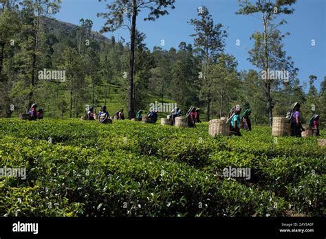 Tea plucking in Sri Lanka Stock Photo - Alamy