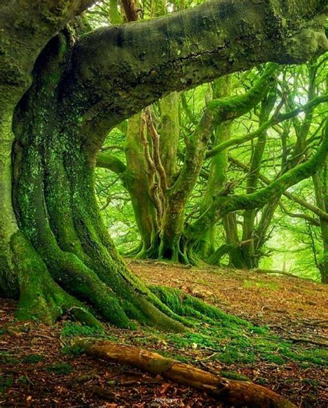 ...Celtic Forest... | Haunted forest, Scotland nature, Beautiful nature