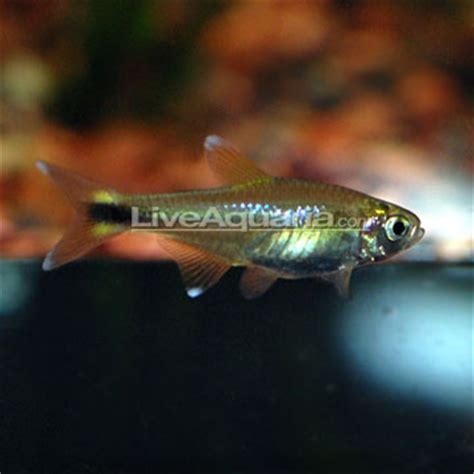 Tropical Fish for Freshwater Aquariums: Silver Tip Tetras