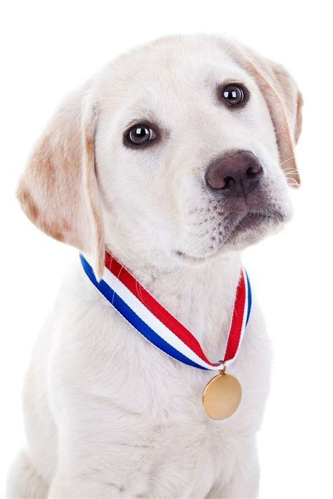 Award Winner Dog stock photo. Image of pedigree, event - 30659280