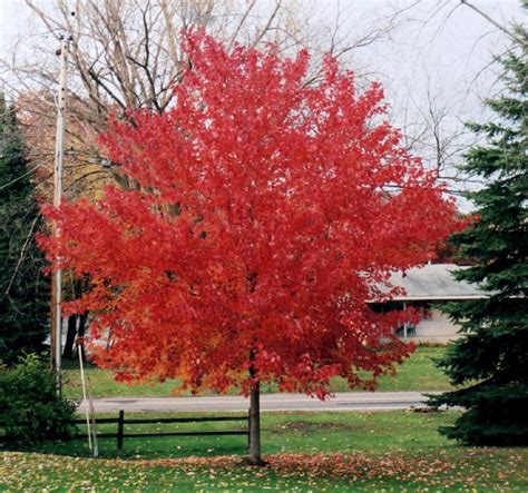 Wix.com | Red sunset maple, Red sunset, Fast growing trees