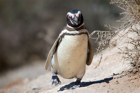 Magellanic penguin (Spheniscus magellanicus), Valdes Peninsula ...