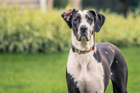 Mantle Great Dane: Everything You Need to Know - Bubbly Pet