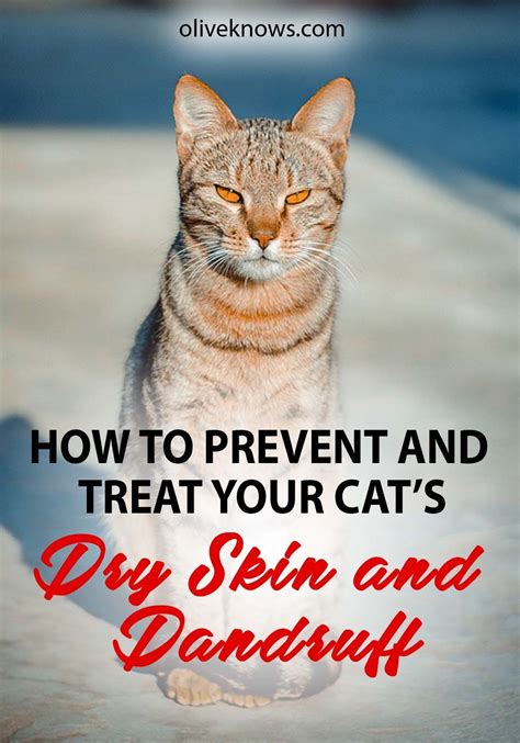 How to Prevent and Treat Your Cat's Dry Skin and Dandruff | OliveKnows ...