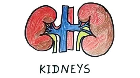 How to draw a kidney | Human Organs Drawing | Easy Step by Step Drawing ...