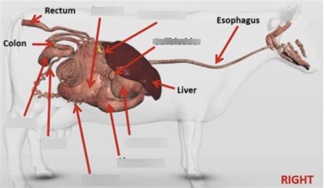 cow digestive system Diagram | Quizlet