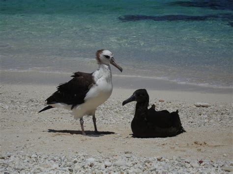 Public Domain Picture | Laysan albatross chicks | ID: 13943023217551 | PublicDomainFiles.com