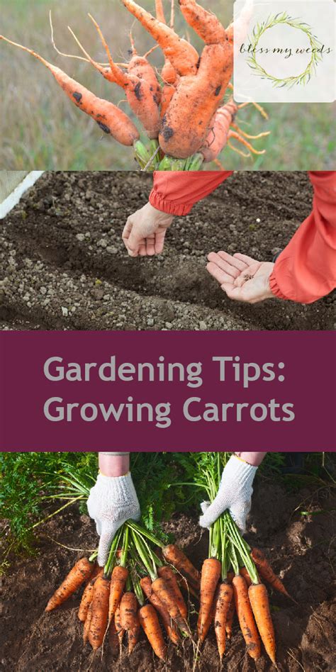 Gardening Tips: Growing Carrots ~ Bless My Weeds