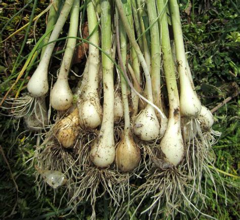 Wild Garlic Bulbs