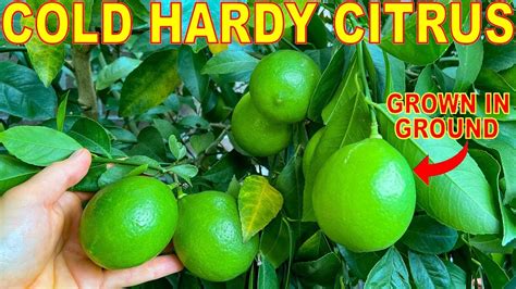 5 CITRUS TREES That Grow To 10 DEGREES (-12C): Grow Cold Hardy Citrus! - YouTube