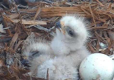 Red-tailed Hawk Chicks Hatch on Earth Day at Cornell University | La Paz Group