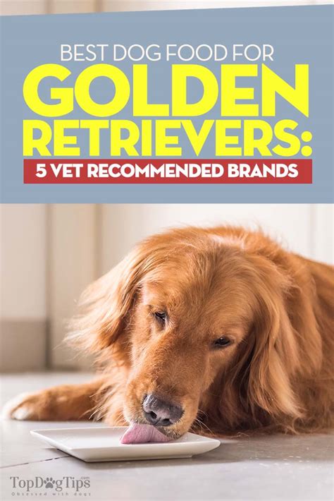 Best Dog Food for Golden Retrievers: 5 Vet Recommended Brands – Top Dog ...