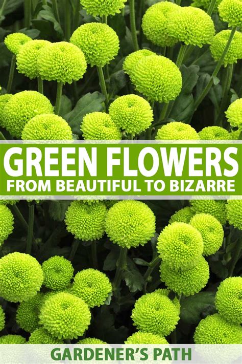 21 of the Best Green Flowers for Your Garden | Gardener's Path