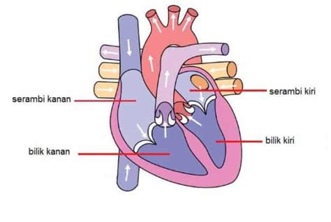 Sistem Peredaran Darah Manusia Disertai Gambar - kependidikan.com